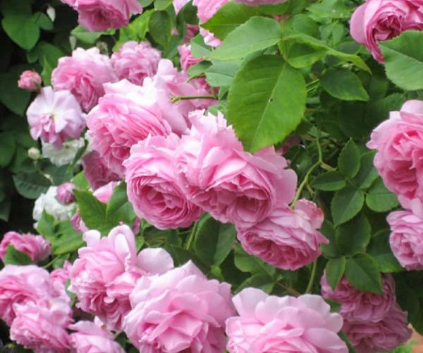 Роза парковая – купить саженцы розы в Москве недорого по цене от питомника «Растения для сада»
